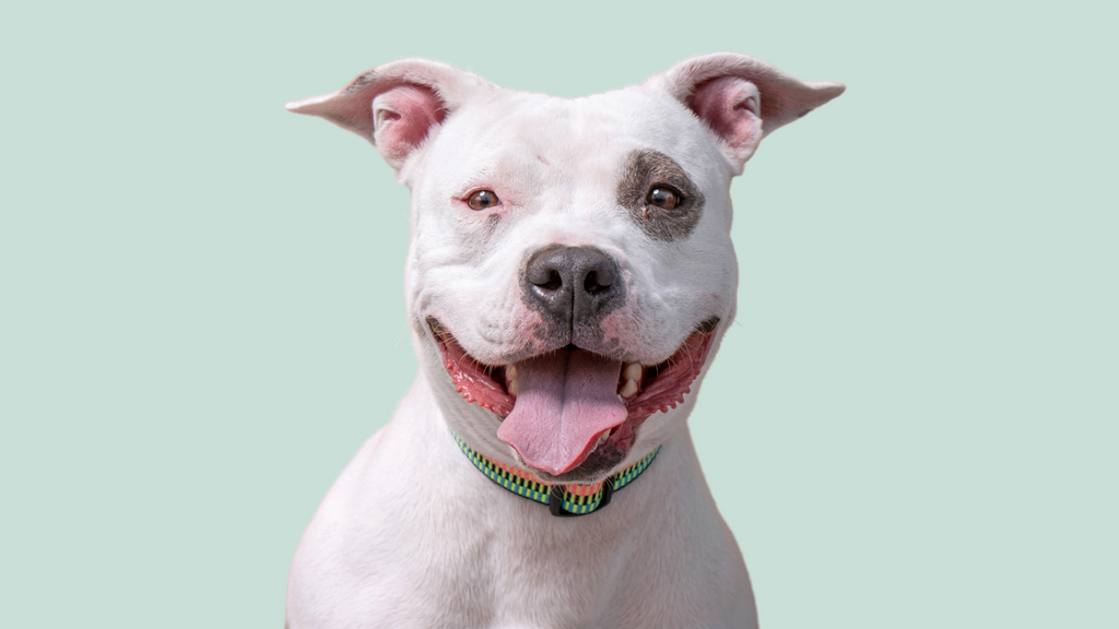 Why is taurine top good for dogs