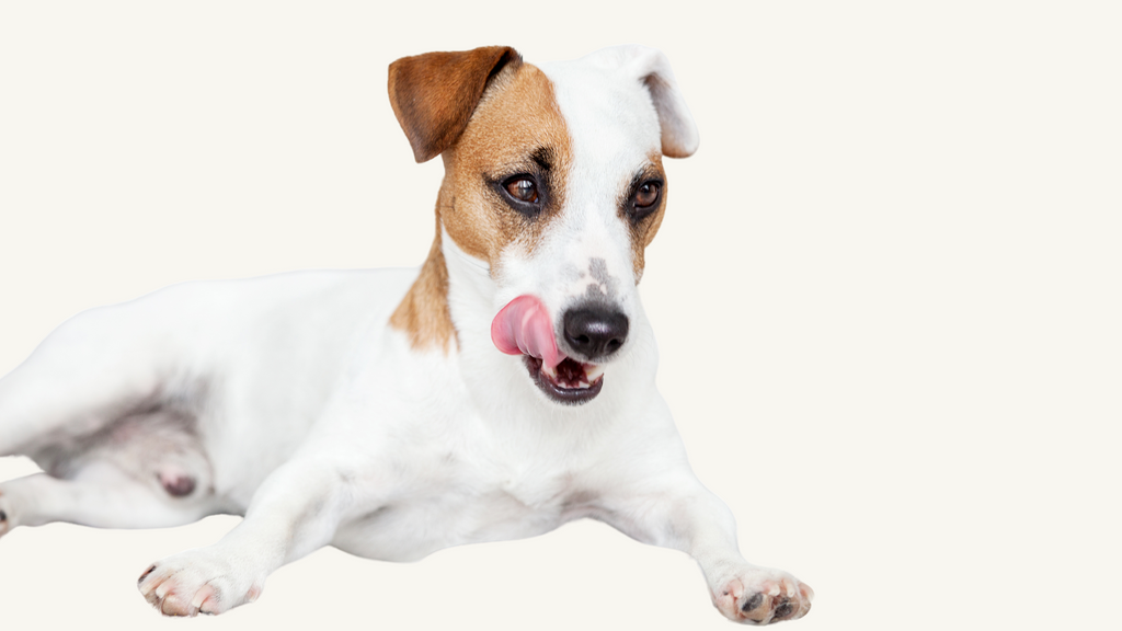 Study Finds Improved Vitamin D Levels in Plant-Based Dogs – Opal Pets - Phytosterol Benefits For Canine