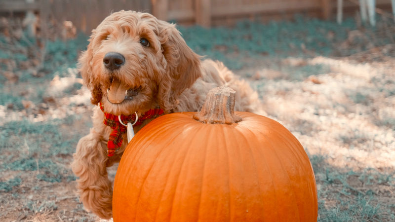 Pumpkin for Dogs: Top 3 Health Benefits