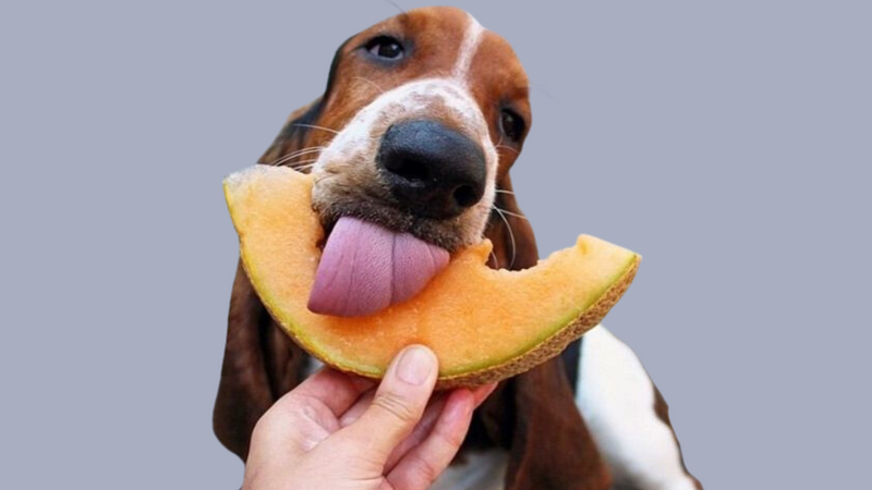 Vegan Diets: For Your Dog's Health & the Environment