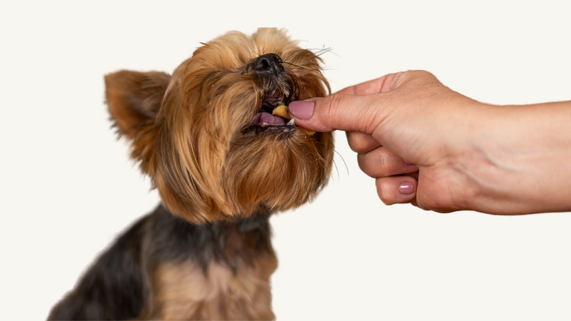 Best Homemade Dog Treats Simple Dog Treat Recipes Opal Pets