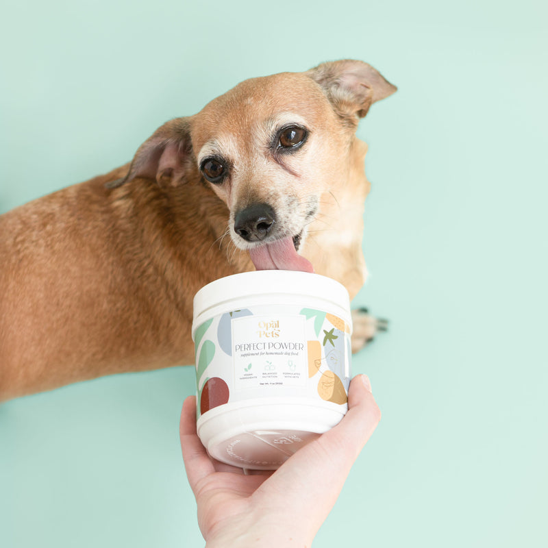 Brown dog licking opal pets vegan supplement for homemade dog food